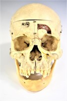 Human Medical Skull