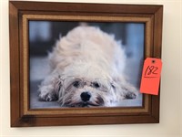 Framed photo of dog waring glasses