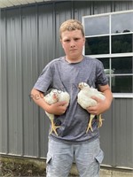 Hayes, Taylor Chicken Pair