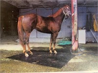 Inseparable Two 5yo 16h Registered QH Gelding