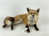 Red Fox in the Sitting Position