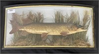 Northern Pike Fish Mount in a Diorama Display Case