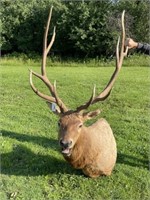 Bugling Bull Elk Taxidermy Mount - 5 x 6 Rack