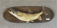 Lake Trout on Oval Wooden Plaque - 29" Long