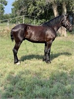 Tonka 2yo 16.1h Grade Percheron Gelding