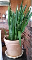 Snake plant, very large, plastic pot, 3 foot tall