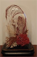 Sea Coral Arrangement in Glass Cloche Display