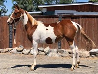 Cassidy yearling Grade QH Filly
