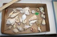 See The Sea Shells
