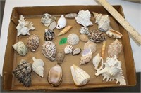 Uh, More Sea Shells