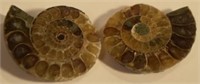 Small Ammonite Fossil
