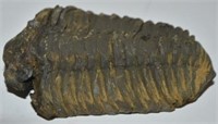 Fossolized Trilobite