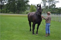 Percheron Grade Gelding 15years old "Bud" 19H tal