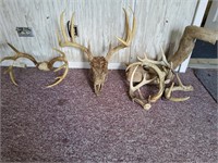2 Deer skulls and antlers