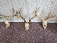 3 deer skulls