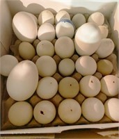 Empty Blown Eggs