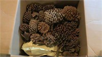 Medium Moving Box Full Of Various Pine Cones
