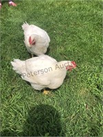 Johnson, Maddox Chicken Pair