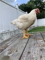 Rohwer, Kelsey Chicken Pair