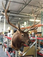 Taxidermy Elk. Removable Horns. Local Pickup Only
