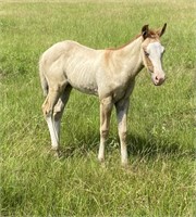 2021 APHA HCGx Two Timing Dixie  FILLY