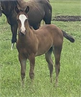 AQHA and APHA Filly SGWD x Kings Foxy Cutter FILLY