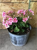 Bucket with Geraniums