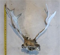 Antlers Prop