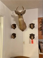 Mounted 6-point deer