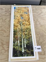 BIRCH TREE PRINT SIGNED BY JERRY YOUNG