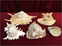 5 Large Sea Shells