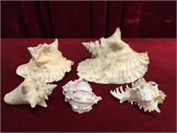 5 Large Sea Shells