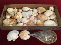 Box of Various Sea Shells