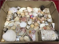 Box of Various Sea Shells