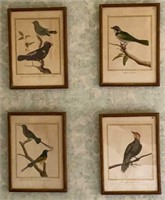 Four Framed Hand Colored Antique Bird Prints