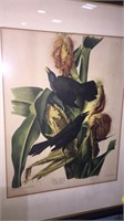 3 AUDUBON ENGRAVINGS