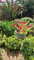 Plant Hanger with Petunia Plant