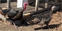 Pair of Naragansett Turkeys