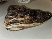 small alligator head (real)