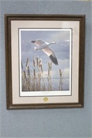 "Solitary Snow Goose' Ducks Unlimited Print