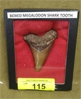 MEGALODON SHARK TOOTH FOUND IN WACCAMAW RIVER