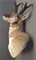 Shoulder Mount Antelope