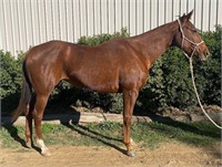 "Luna" Approx. 2013 Station Bred Mare