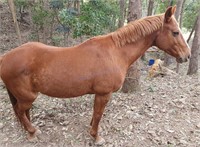 "Ginger" 2009 QH Mare