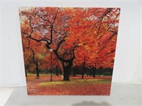 (2) Fall Maple Tree Canvas Prints 20 x 20"