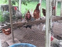 9 Chickens 7 Hens & 2 Roosters