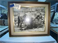 Framed Black & White Photo of Horse 24" x 20"