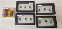 Assorted Insect Displays