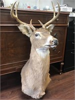 Vintage Deer Buck Taxidermy
