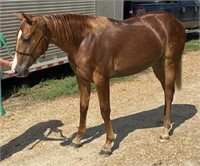 2020 AQHA and APHA  SSG x Custom Tuxena FILLY